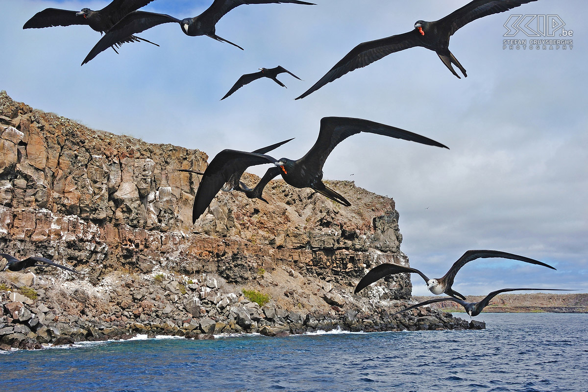 Galapagos - Naar Plazas - Frigatebirds From the canal between Santa Cruz and Baltra we headed with a boat for the Plazas islands west of Santa Cruz. Soon a series of frigate birds, also called the pirates of the air, followed us. Stefan Cruysberghs